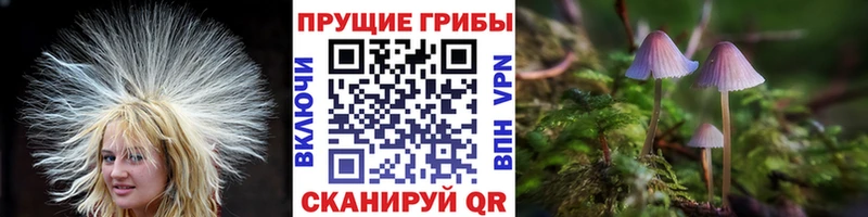 Купить  Кохма  Галлюциногенные грибы GOLDEN TEACHER 